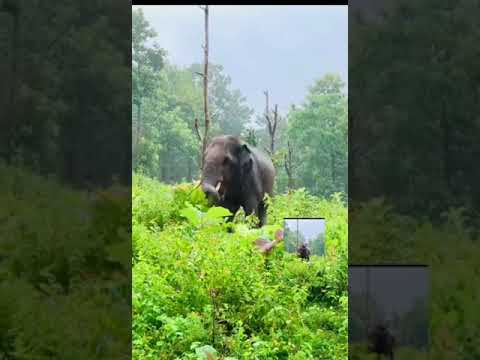 For An Elephant, Rain Is A Celebratory Moment!