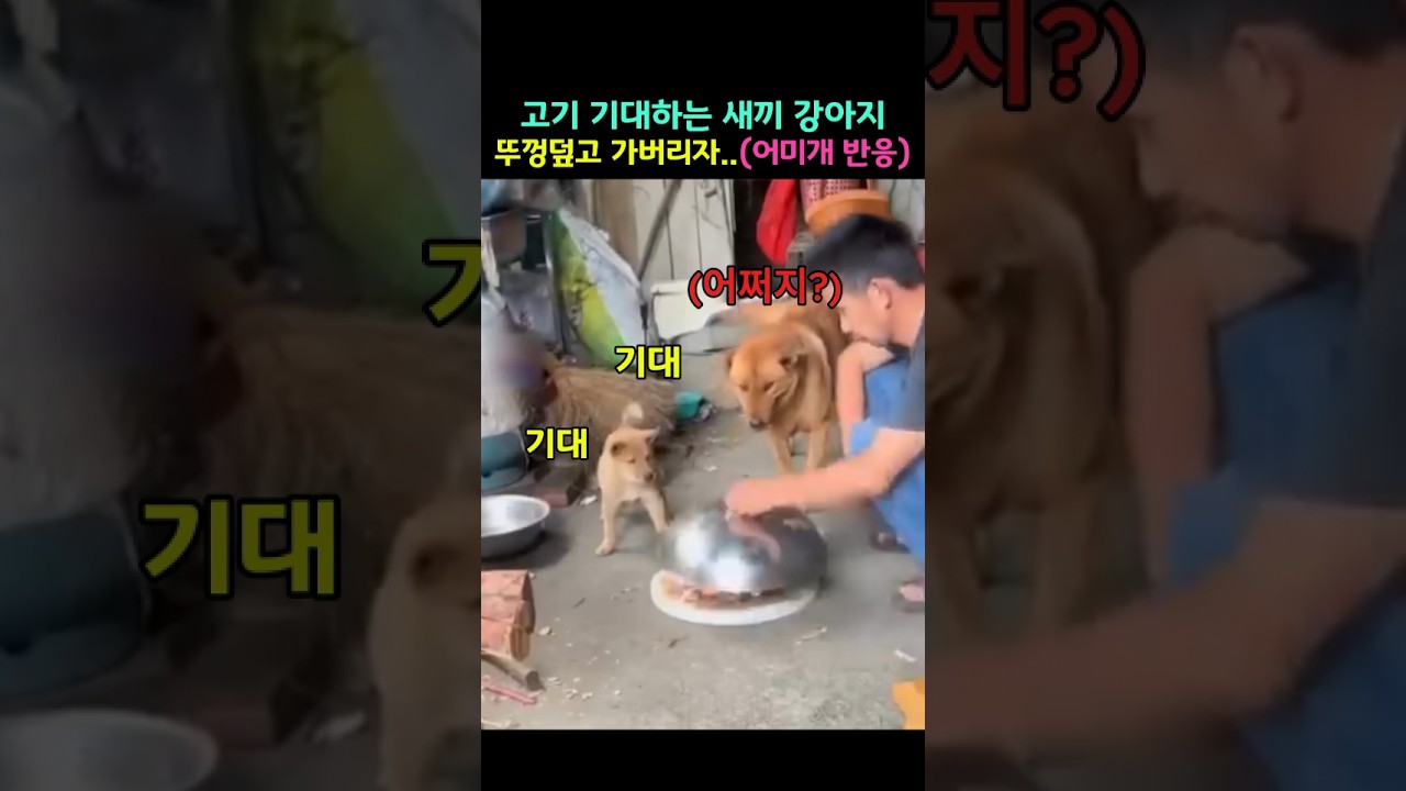 고기를 기대하는 새끼 강아지.. 주인이 고기를 안주고 뚜껑을 덮고 가버리자 어미 개의 감동적인 행동