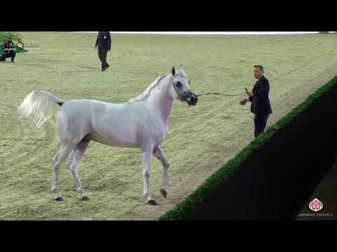 N 322 E S  PRINCE   Al Shiraa International Arabian Horse Show 2020