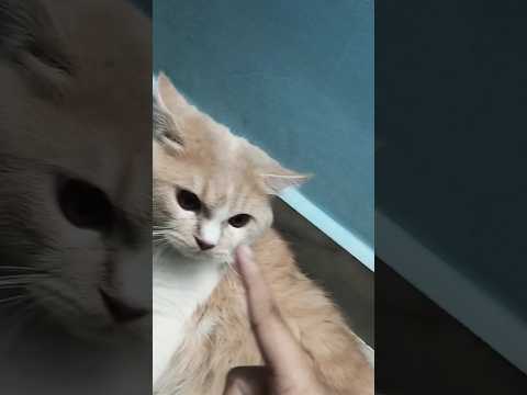 ab mylo ne meri pitai bhi start krdo 😭🤌🏻🥺 #ifrah #cat #mycat #ifrahkamylo