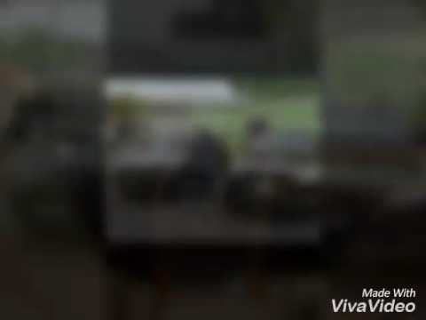 Djemail 2017 sabanovica