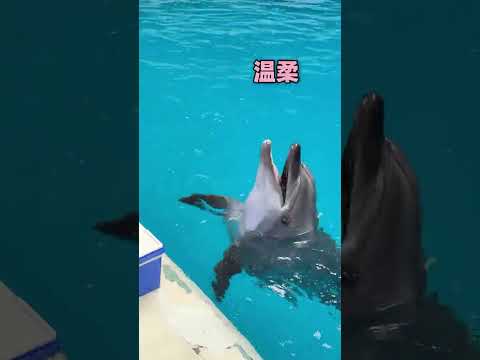 沒想到泡泡這小子，還懂人情世故呢！ #白鯨 #海豚 #白鯨有多聰明 #神奇動物在 #長沙海底世界