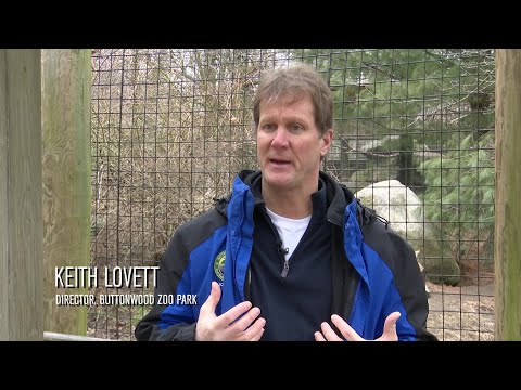 Video Now: What is a coywolf?