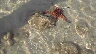 preview picture of video 'Koh Hai Starfish'