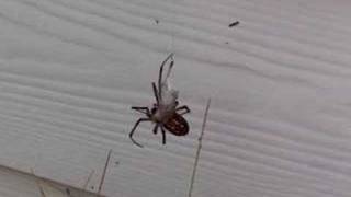 Spider eats cricket