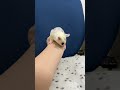 フクロモモンガのYouTubeサムネイル画像