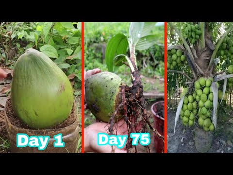 園芸 チリのココナッツの木