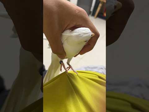 How to grab the bird in a correct way?#cockatiel