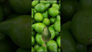 Download lagu #alpukat #celana pendek #memuaskan #buah #foto #asmr mp3