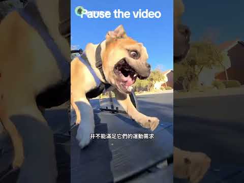 把狗綁在跑步機上跑，是虐狗嗎？