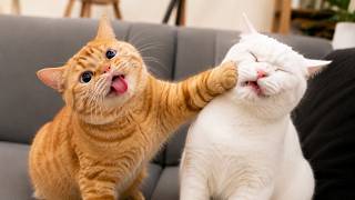 爆笑動物動画🤣 思わず笑ってしまう犬と猫の名場面 🐶🐱