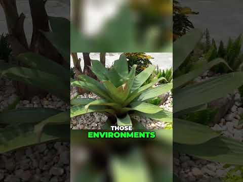 Easiest Plants Ever for Sun or Shade?