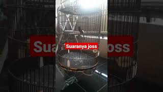 Download lagu SUARA MURAI MENJERIT#shorts mp3