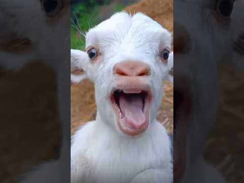 bakri 🤣 😂 👍 ki video funny #trend #monkey #bakri #comedy #youtubeshorts #trendingshorts #shorts