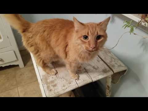 Cat knows what he wants