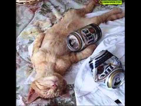 Nosso samba floripa - TITUBEANDO