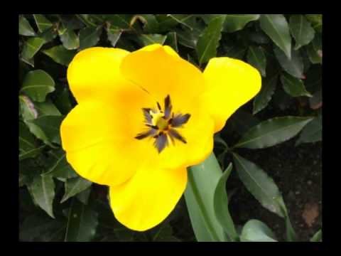 La primavera nel varesotto