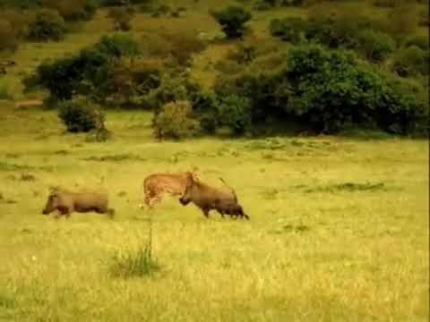 Leopard And Warthog's Chase #warthog #leopard #shorts #wildanimals #animals