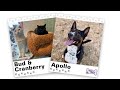WAGNER TAILS: Bud & Cranberry and Apollo - KCRG-TV9: Your Trusted Local News Source WAGNER TAILS: Bud & Cranberry and Apollo