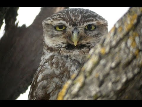 MOCHUELO COMÚN | LITTLE OWL | Athene noctua
