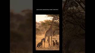 Can hyenas successfully hunt giraffes? #animals #ai #funny