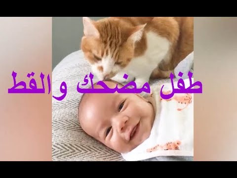 Very funny baby and cat videos compilation