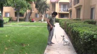 Jack Russell Terrier: Dog Training for Dogs That Bark on Leash, Reactivity