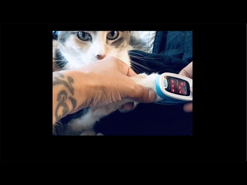I tried a Finger Pulse Oximeter on my cat