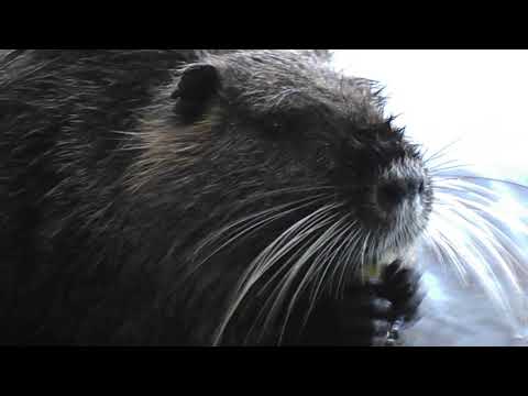 1 "Kurzvorstellung" Nutria an der Ruhr