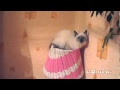 The lamp cat / Ламповая кошка 