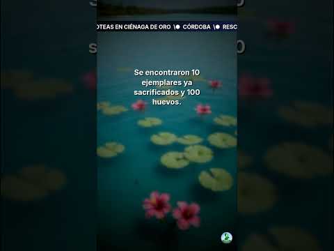 Rescate de 207 hicoteas en Ciénaga de Oro