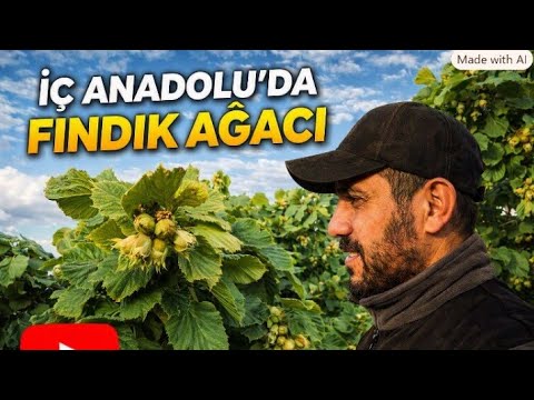 KÖYDE KONYA'NIN KÖYÜNDE FINDIK AĞACI