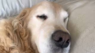 犬は悪夢を見るのか！？悪夢を見るゴールデンレトリバーのアリアの反応にビビるパパ　#ゴールデンレトリバー #悪夢