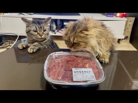 youtube-動物記事1970/01/01 09:00:00