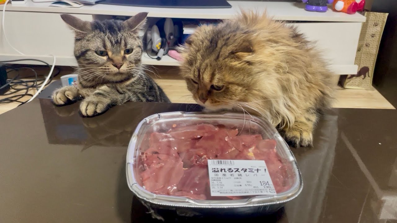 メガ盛り生レバーの誘惑に負けて激しくかぶりついてしまった猫
