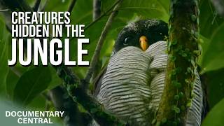 Inside the Secret Territory of Giant Cannibal Crocodiles | Nigel Marven's Wild Central America