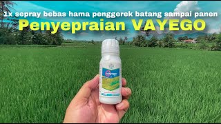 Vayego 200SC Effective Rice Stem Borer Pesticide - Kills Fall Armyworms and Rice Stem Borers