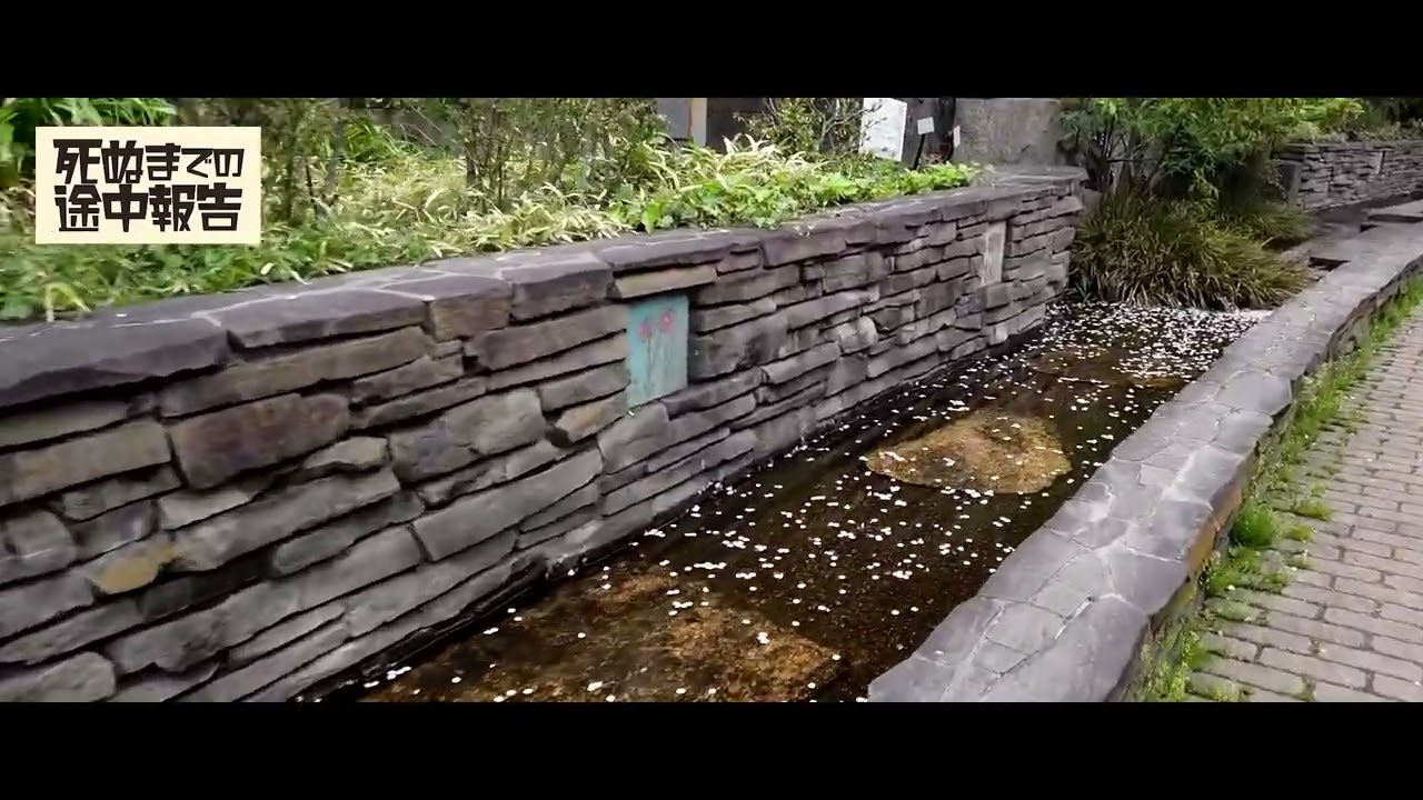 目黒川緑道を桜を見るついでに散歩しました【死ぬまでの途中報告】