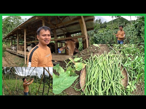 PAG MAY ITINANIM..MAY AANIHIN(LIBRE ULAM) SI GOYGOY PABIDA NA NAMAN 😅
