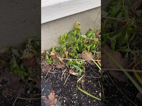 Use a micro climate to your advantage when growing plants. #gardening #garden #flowers