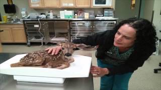 Cute Fawn Found Orphaned and Injured
