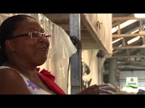 Carnaval 2014: Real Mocidade Santista