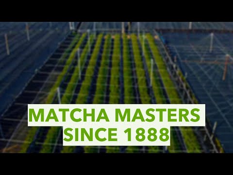 AIYA Matcha Harvest 2023