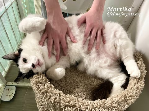 Mortika, Sweet & Friendly