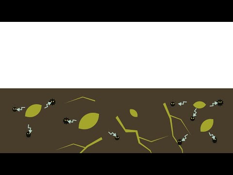 Best4Soil: Biofumigacja - praktyczne informacje, zalety i wady