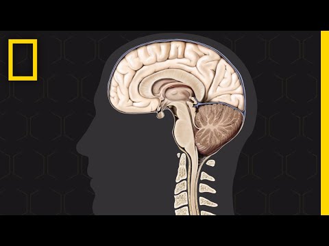 Brain 101 | National Geographic