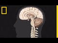 Brain 101 National Geographic