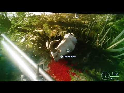 Albino feral goat obliterated by the muzzleloader!!