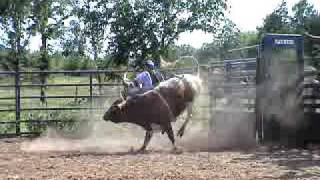 3yr old bull, 704 Ugly Kid Joe, Ferguson Bucking Bulls