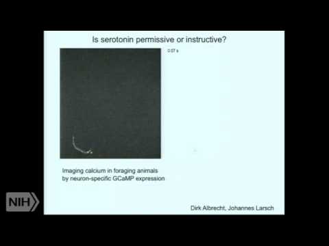 Neuromodulatory Circuits and Motivated Behavior